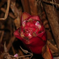 Elettaria floribunda Thwaites